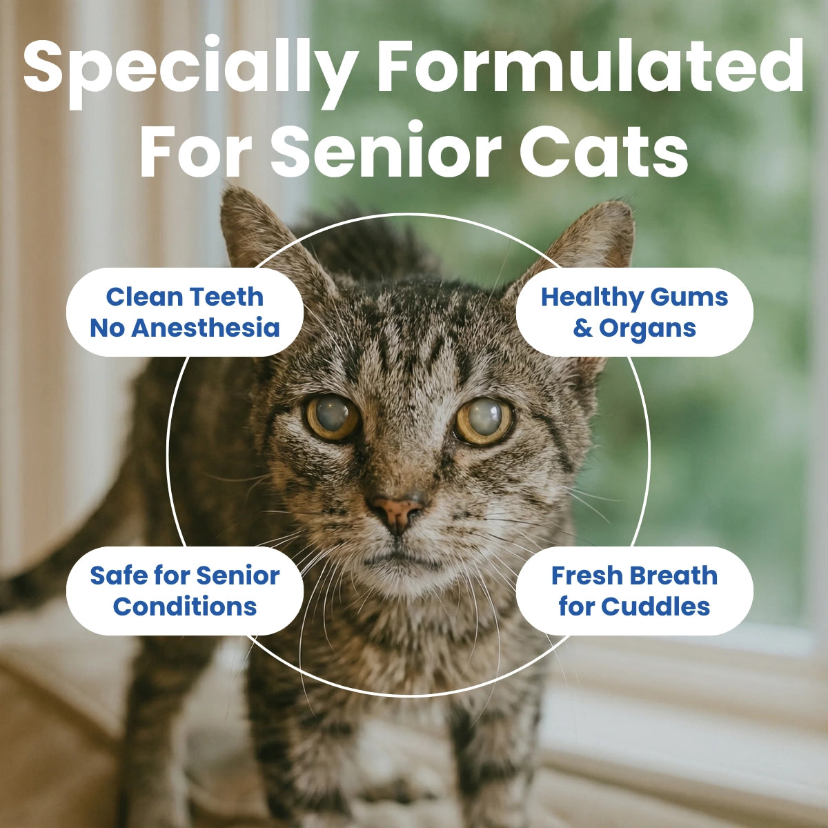 BioDent® Senior Cat Dental Powder