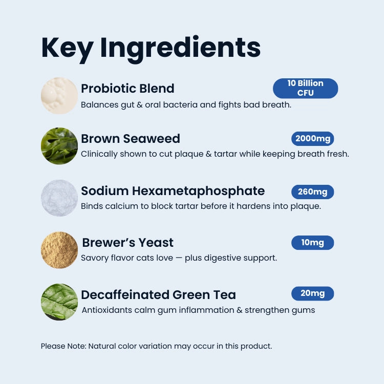 BioDent Dental Powder